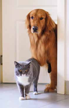 Housecats Can Get Parasites