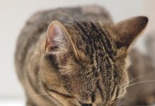 My Cat Wants Dry Food