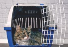 Crate Train Your Cat