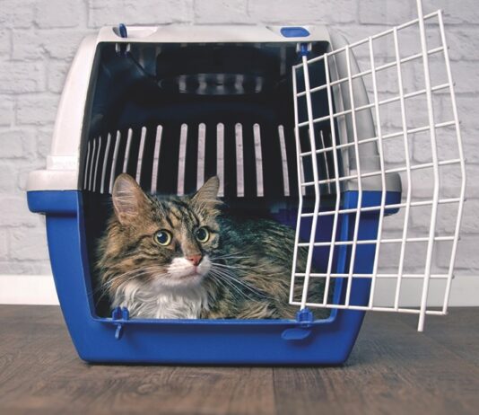 Crate Train Your Cat