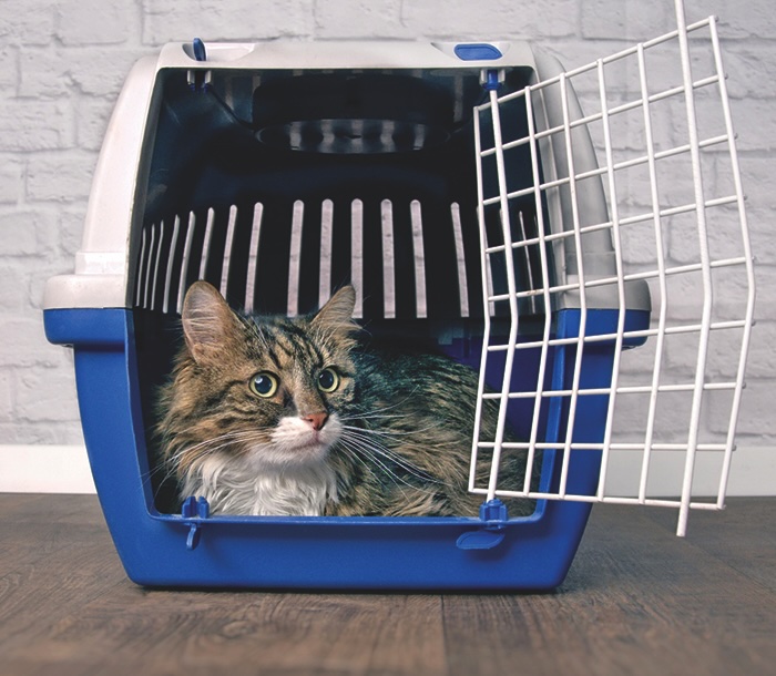 Cute maine coon cat sitting in a open pet carrier and looking sideways.