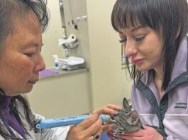 Glaucoma Is a Painful Disease
