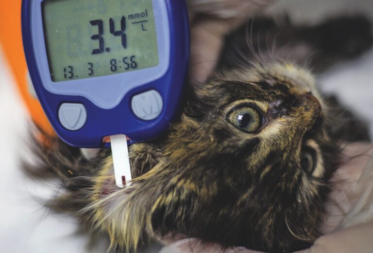 Controlling Diabetes