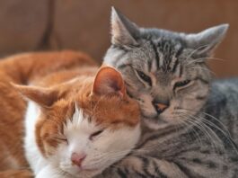 Does My Cat Want a Friend?