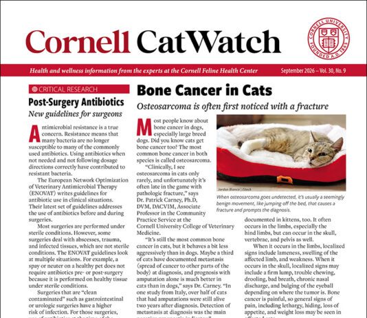 Download the Full September 2026 Issue PDF