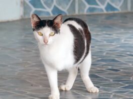Caring For A Disabled Cat