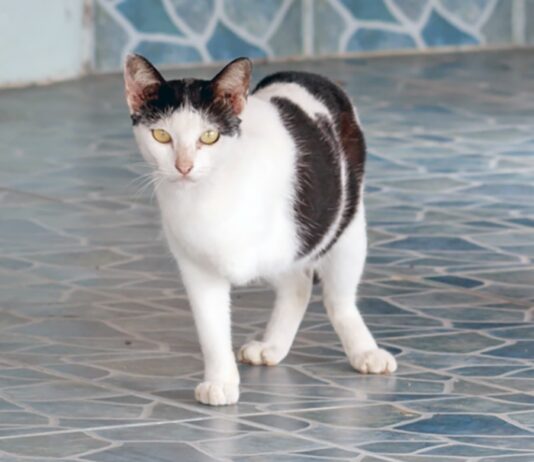 Caring For A Disabled Cat