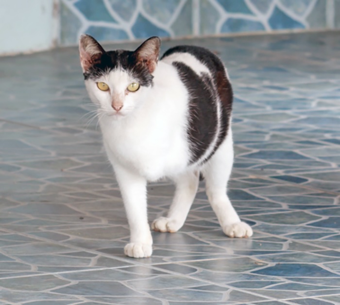 cat three legged with disabilities and wheelchairs