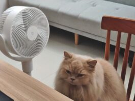 Heat Stress in Cats