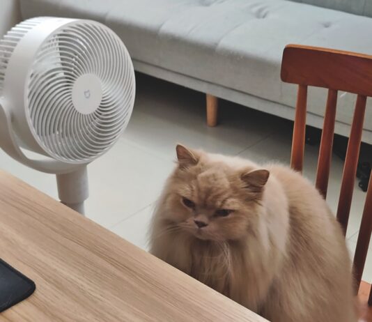 Heat Stress in Cats