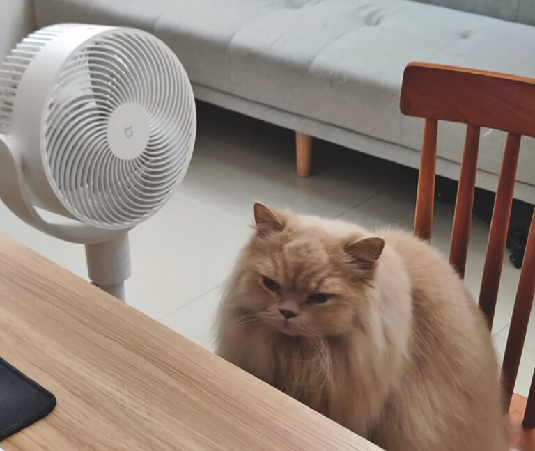 Heat Stress in Cats