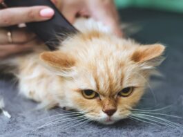 Serious Hair Mat Remedies