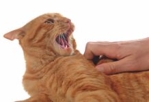 Difficult Behavior Problems