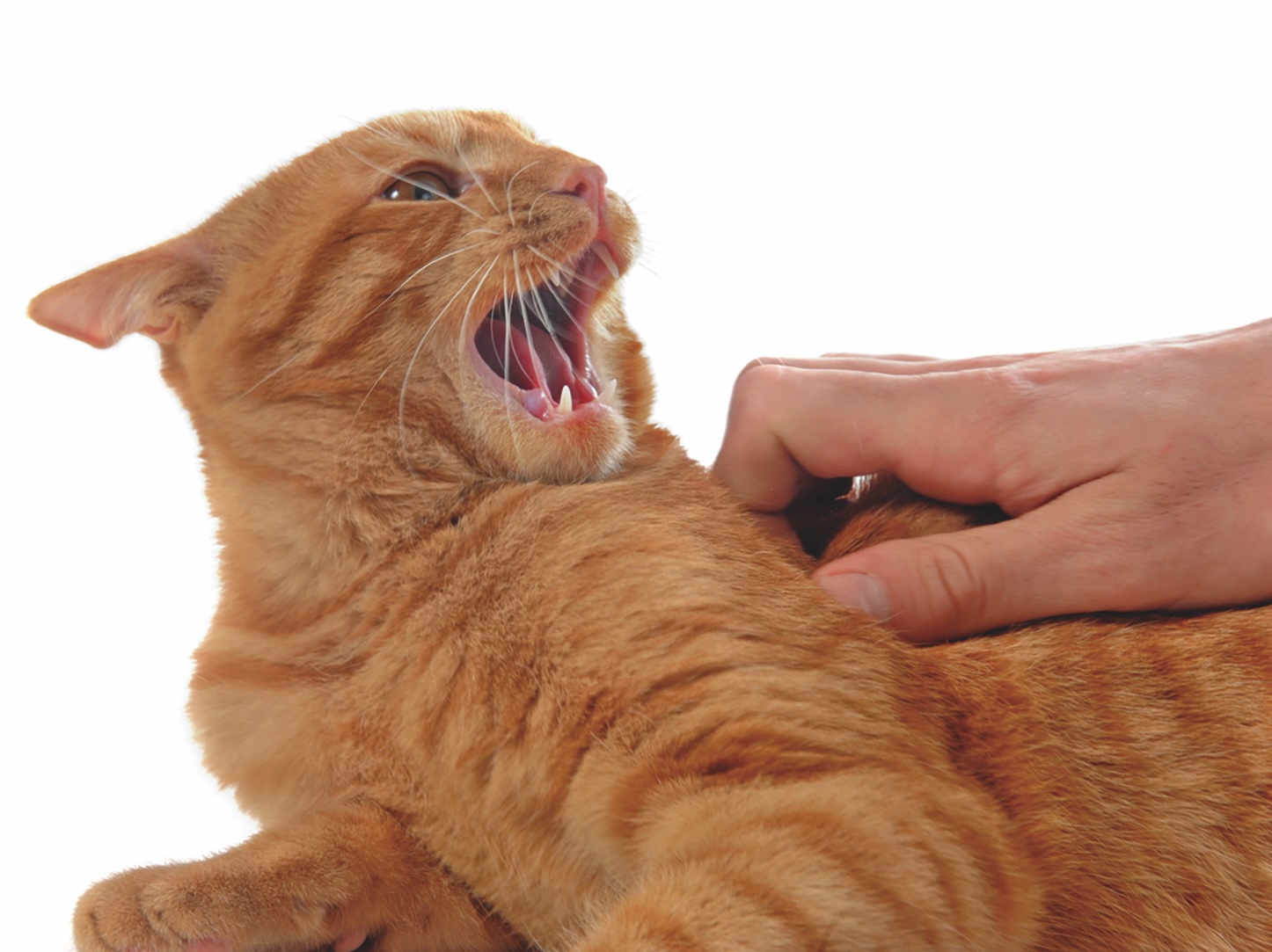 aggressive ginger cat and hand of veterinary in front of white background