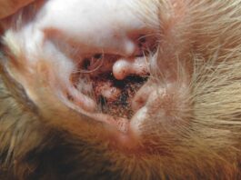 Is That Dirt Ear Mites?