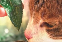 The Facts About Essential Oils