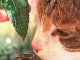 The Facts About Essential Oils