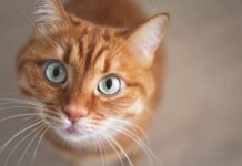 Concerns Over Drug Reaction Why did my cat react so badly?