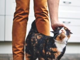 The Cat-Human Bond