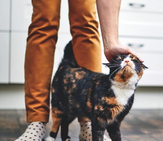 The Cat-Human Bond