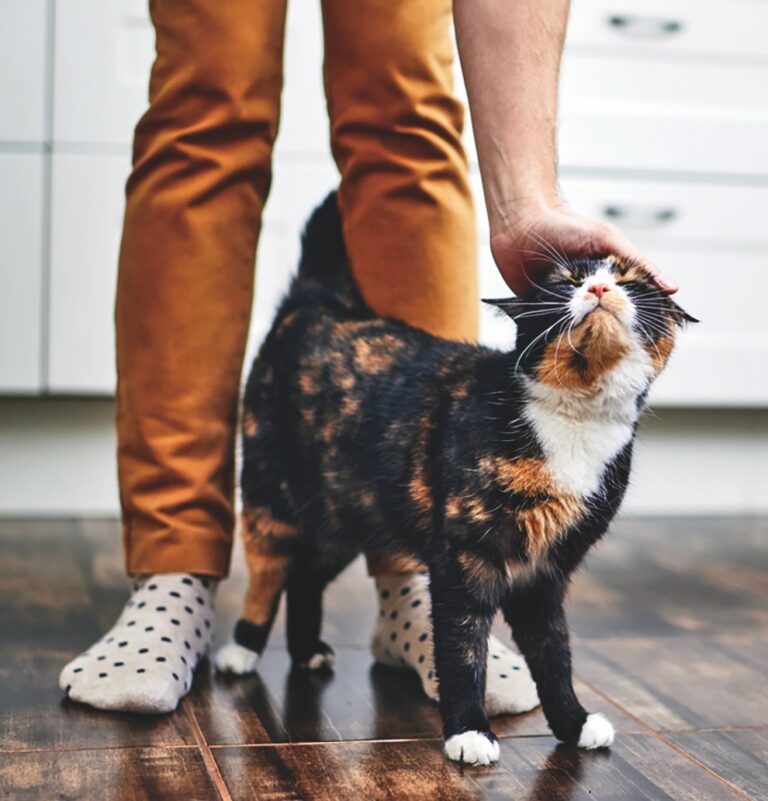 The Cat-Human Bond