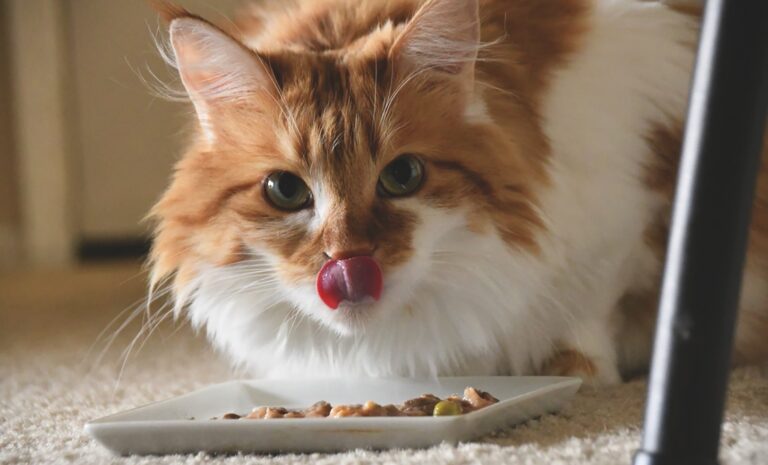 The Importance of Taurine