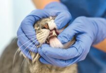 Oral Squamous Cell Carcinoma in Cats