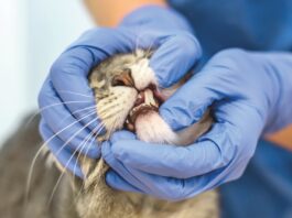 Oral Squamous Cell Carcinoma in Cats