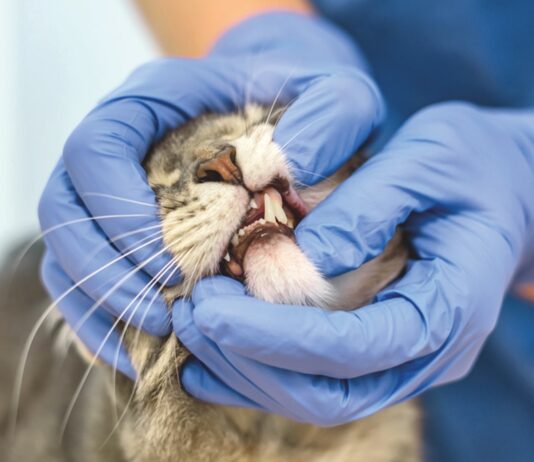 Oral Squamous Cell Carcinoma in Cats