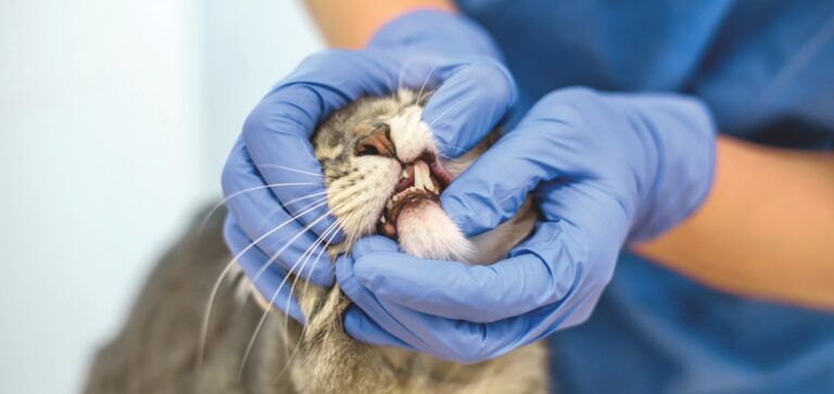 Oral Squamous Cell Carcinoma in Cats