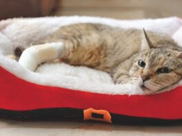 Bone Cancer in Cats