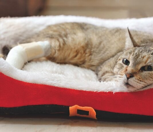 Bone Cancer in Cats