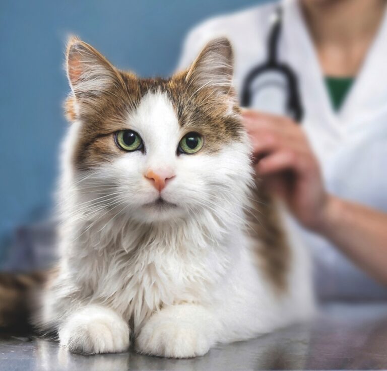 New Surgery Technique for Ureteral Blockages