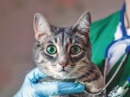 The Vet Said, “I Don’t Know”
