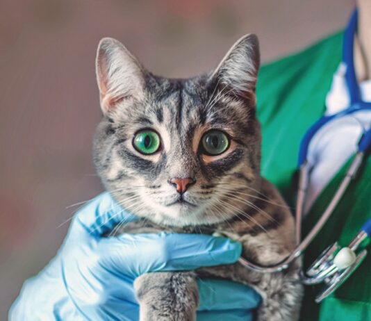 The Vet Said, “I Don’t Know”