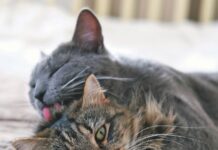 What It Means When Cats Groom Each Other