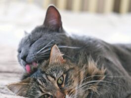 What It Means When Cats Groom Each Other