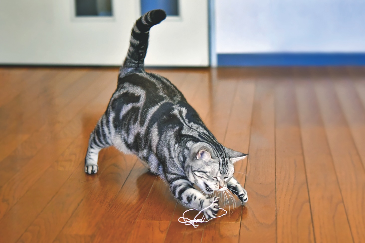 Cat playing with wire